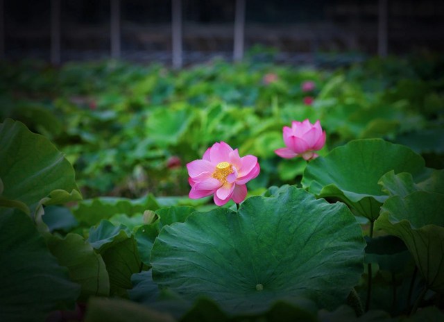 怡山然禪師《禮佛發願文》